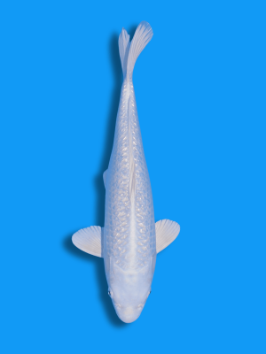 Ginrin Platinum | Koi&Co.